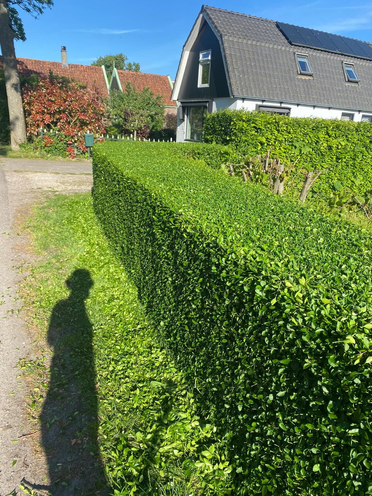 Hovenierswerk en tuinonderhoud in Hem – projectfoto 34